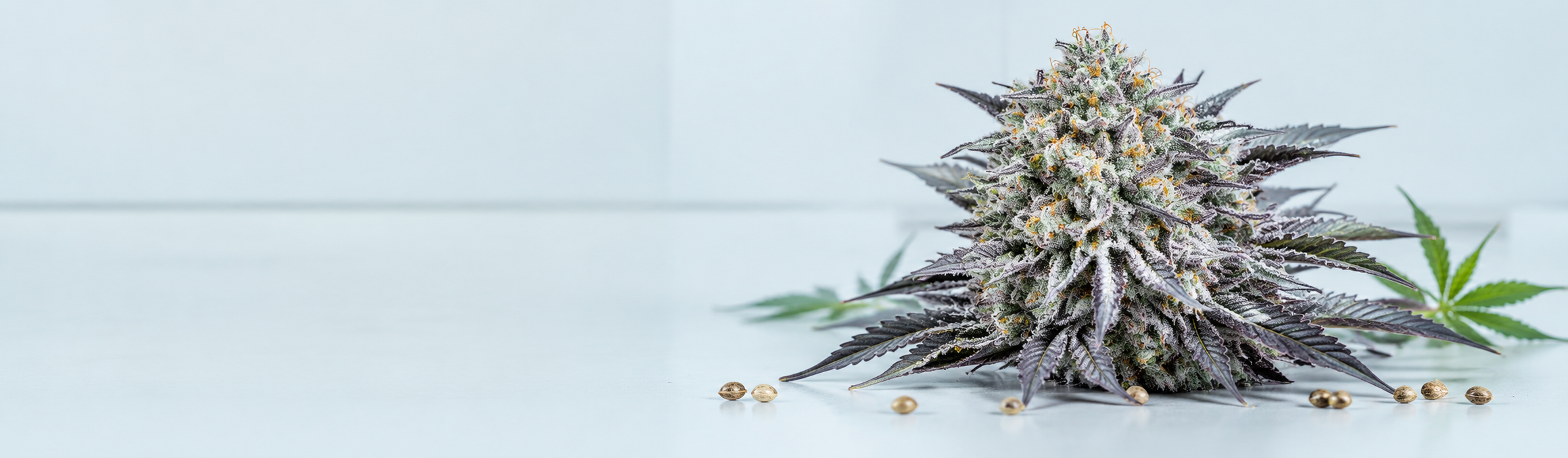 graines de cannabis