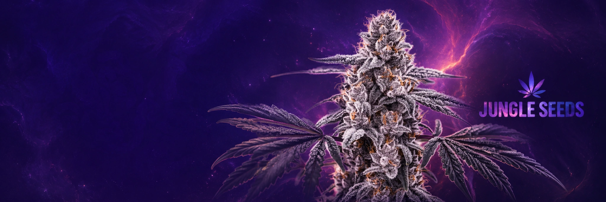 jungle seeds cannabis banniere