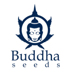 buddha seeds