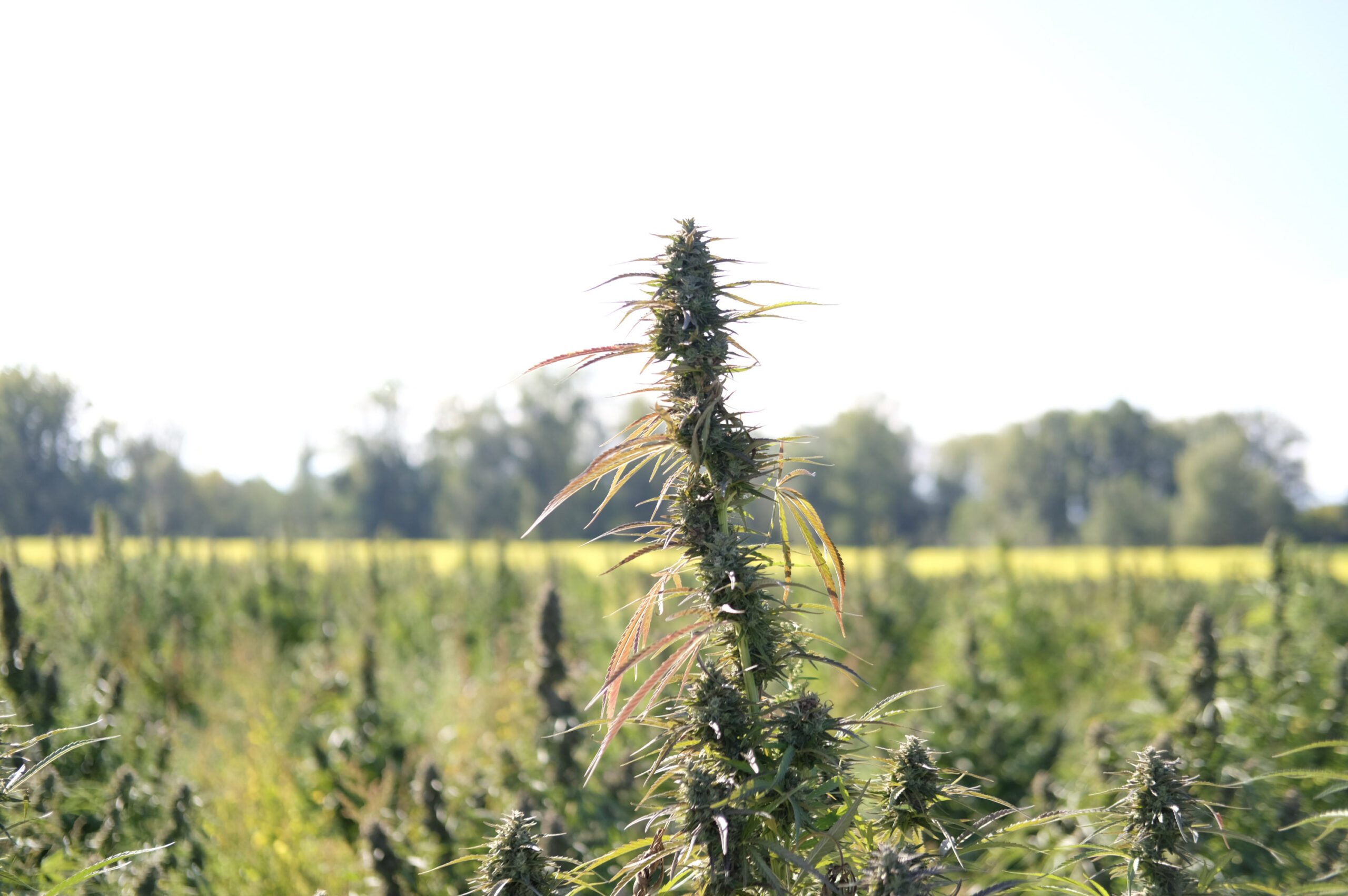champ de graine de cannabis en france chanvre