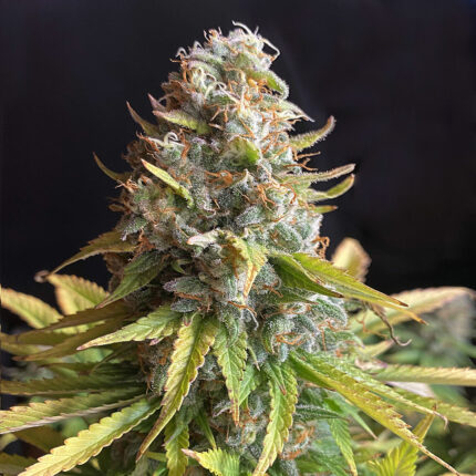 AK-47-2