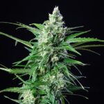 AK-47 Autofloraison