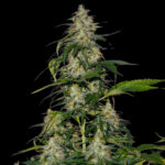 Amnesia Lemon Autofloraison