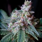 Caramel Autofloraison