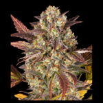 Amnesia Haze féminisée