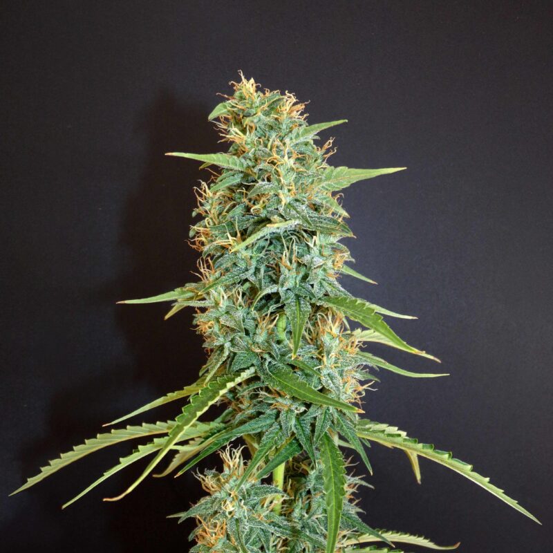 BANANA BELDIA