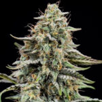 Banana Kush féminisée