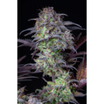 Blueberry Autofloraison