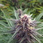 Blueberry Muffin Féminisée CBD