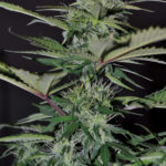 Bilberry Autofloraison