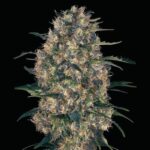 Black Domina Autofloraison