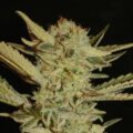 Bubble Gum