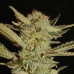 Bubble Gum