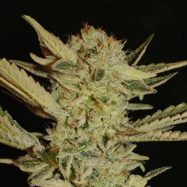 Bubble Gum