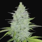 Cheese XL Autofloraison