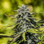 CINDERELLA graines de cbd
