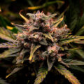 graines de cannabis CREAM MANDARINE AUTO
