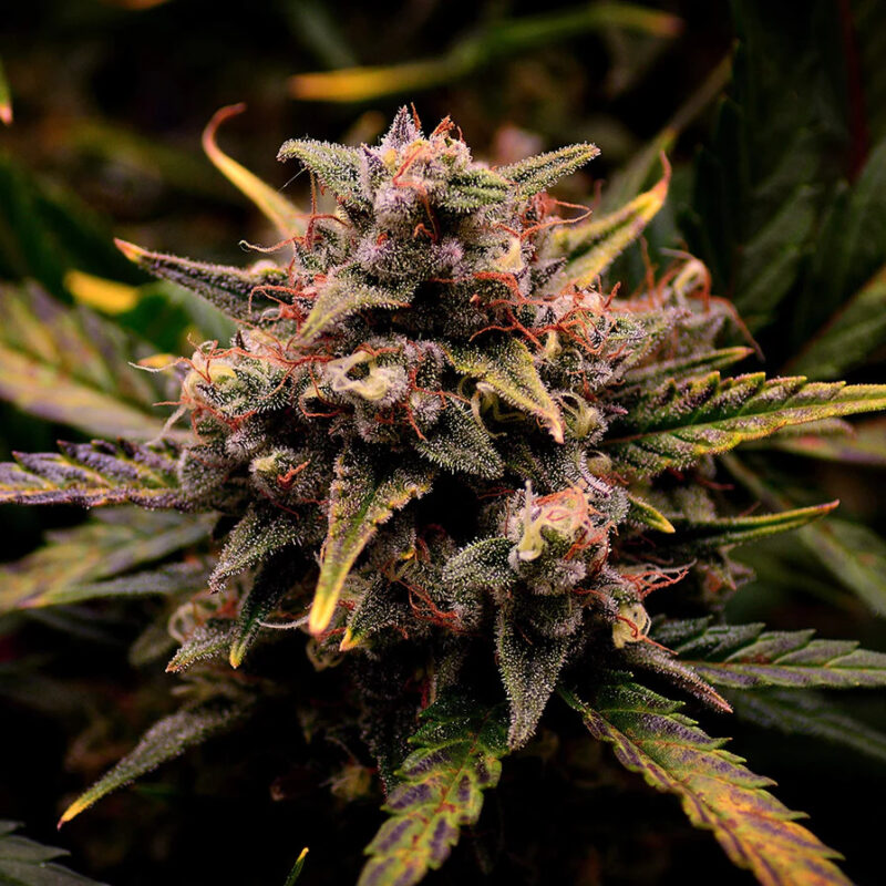 graines de cannabis CREAM MANDARINE AUTO