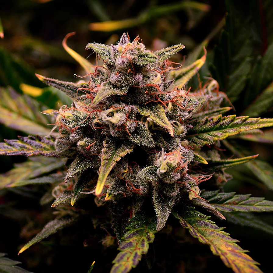 CREAM MANDARINE AUTO graines de cannabis CREAM MANDARINE AUTO