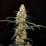 Critical Autofloraison