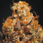 CRITICAL-BILBO-X-WHITE-WIDOW