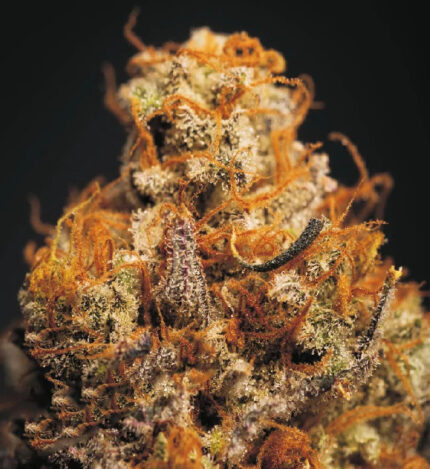 CRITICAL-BILBO-X-WHITE-WIDOW