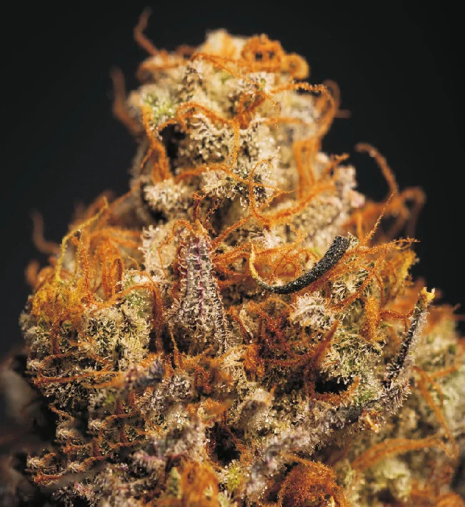 CRITICAL-BILBO-X-WHITE-WIDOW