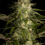 Critical Kush féminisée