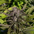Cheery Wine CBD