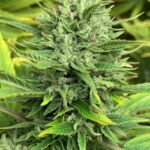 Cherry Blossom Féminisée CBD