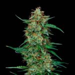 Deimos Autofloraison