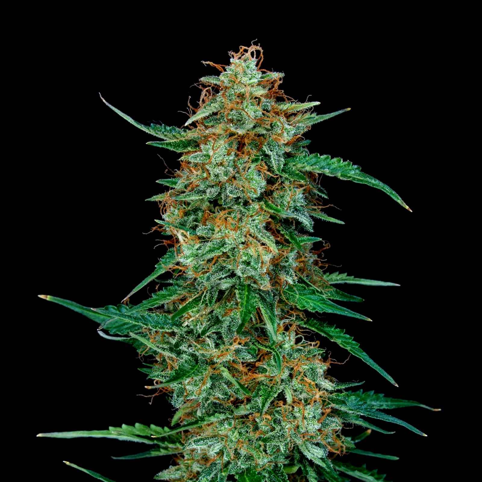 DEIMOS AUTO Deimos Autofloraison – Image 1