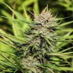 Dinamed Féminisée CBD