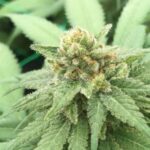 Frost Féminisée CBD