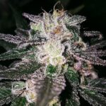 Gorilla Cookies féminisée hybride