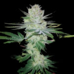 Gorilla Glue Féminisée Hybride