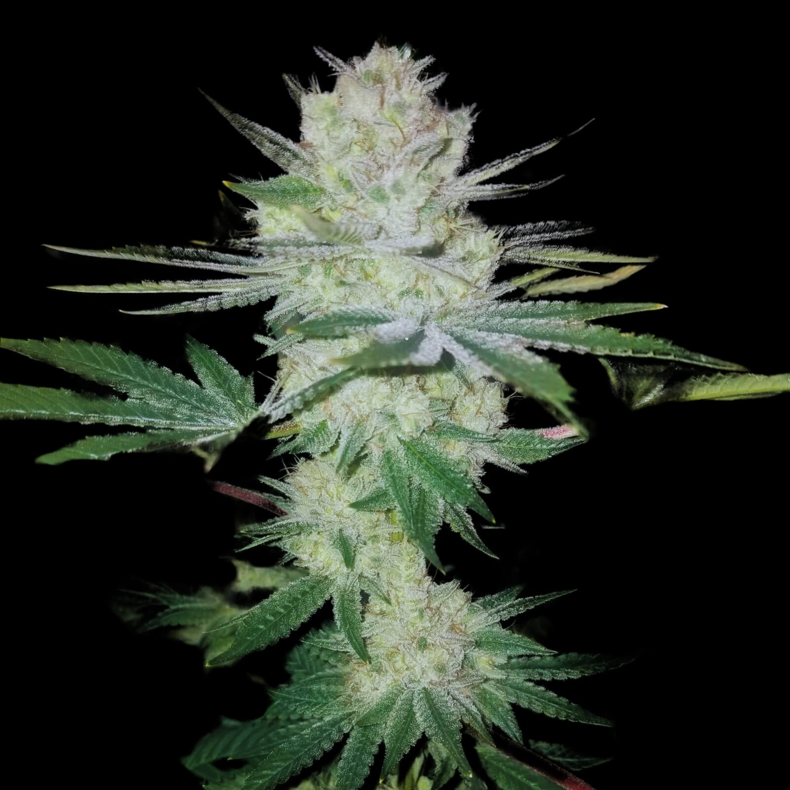 Gorilla Glue Gorilla Glue Féminisée Hybride – Image 1