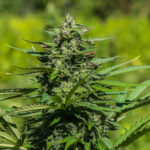 Kush Rock Féminisée CBD