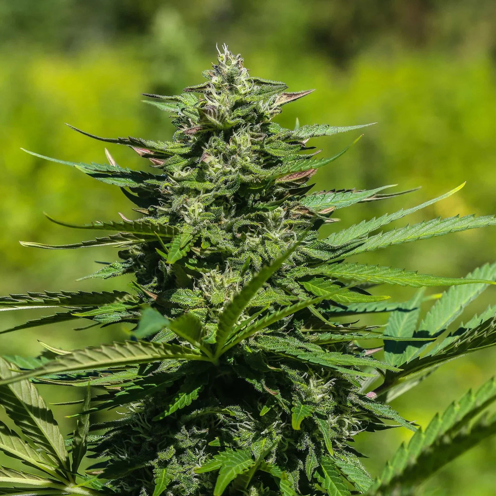 KUSH ROCK CBD Kush Rock Féminisée CBD – Image 1