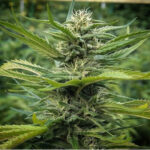 graines de cannabis LEMON-GRASS-CBD