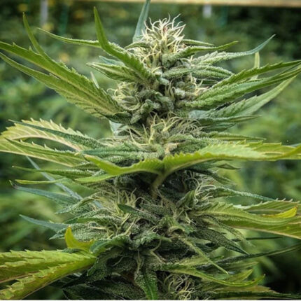 graines de cannabis LEMON-GRASS-CBD