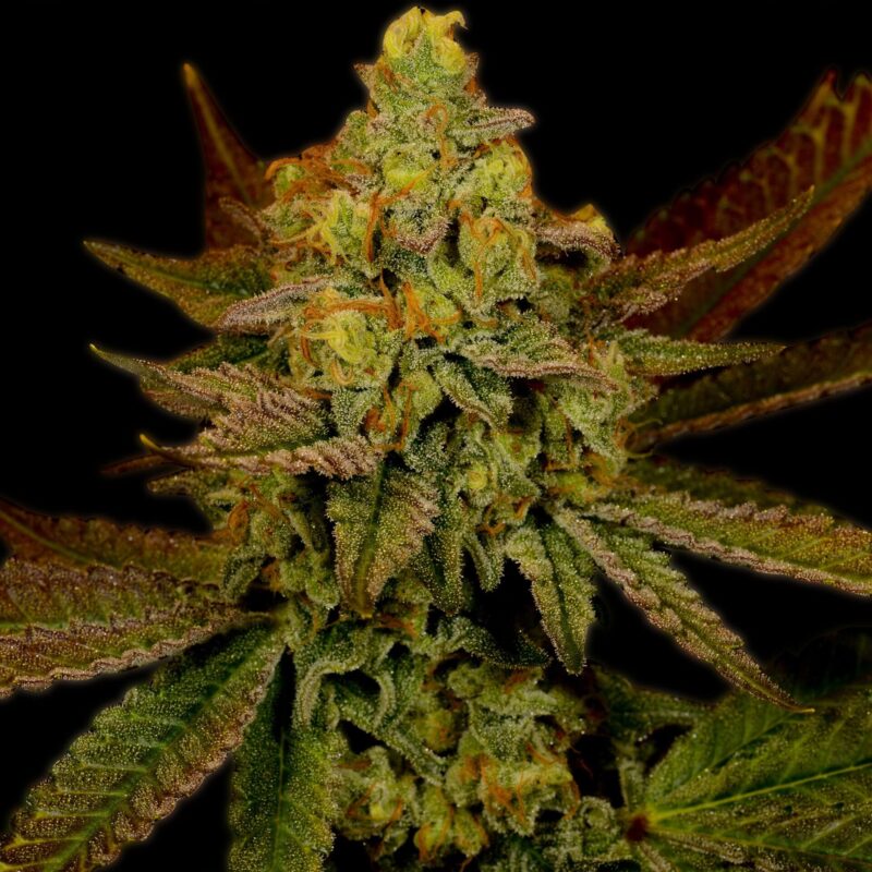 Lemon Skunk