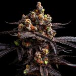graines autofloraison MAC
