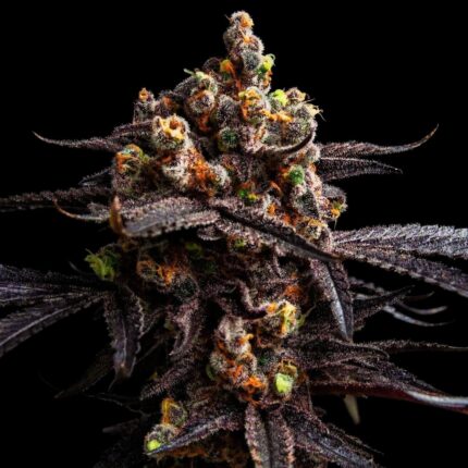graines autofloraison MAC