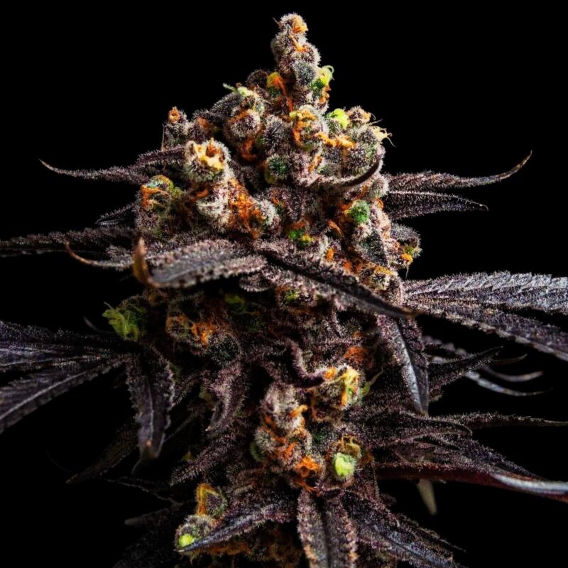 graines autofloraison MAC