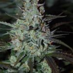 Mazar Autofloraison