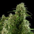 NORTHEN BUD AUTO