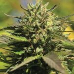 OG Kush Féminisée CBD