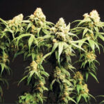 Magnum XL Autofloraison