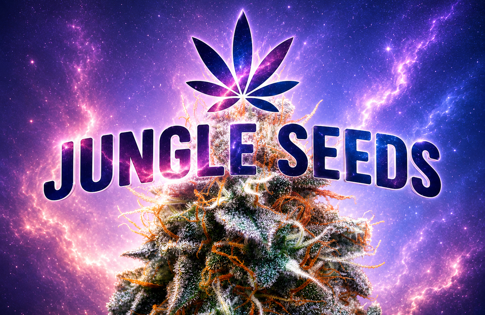 Notre catalogue rassemble des variétés primées dans les compétitions cannabiques internationales — Cannabis Cup, Spannabis, Highlife. Classiques fondateurs (Northern Lights, Skunk #1, Amnesia Haze) et hybrides modernes : que des génétiques ayant fait leurs preuves.